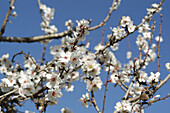 Almond tree flowers. Majorca, Balearic Islands. Spain