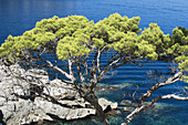 North coast and pine (Pinus halepensis) at fore, Serra de Tramuntana. Majorca, Balearic Islands, Spain