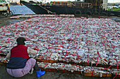 Thousands of squid at Jagalchi Fish Market Wharf. Busan, Republic of Korea.