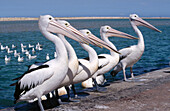 Pelicans