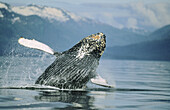 Humpback Whale (Megaptera novaeangliae). Inside Passage. South East Alaska. USA