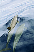 Pacific Spotted Dolphins (Stenella atenuata) swimming near surface, Hawaii