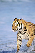 Bengal Tiger running in water (Panthera tigris tigris)