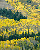 White River National Forest. Colorado. USA
