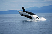 Breaching orca whale. Near San Juan island. Washington. USA.