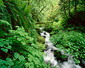 Wahkeena creek. Columbia river gorge. Oregon. USA.