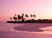 View of palm trees along shore at dawn. Ambara Island. Maldives.