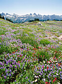 Hikers in field of Alpine wildflowers. Mount Rainier National Park. Washington. USA.