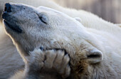 Polar Bear (Ursus maritimus)