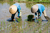 Ricefields near Ubud. Island of Bali . Indonesia