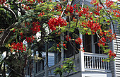 Colonial wooden house. Key West. Florida. USA.