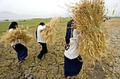 Schoolgirls and boys learning how to harvest wheat. West bank of river Nile. Luxor. Egypt