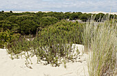 Dunas móviles (moving dunes) and corrales (groups of pine trees encircled by dunes). Doñana National Park. Huelva province. Spain