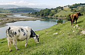 Marisma de Pombo. Ria de San Vicente. San Vicente de la Barquera. Picos de Europa. Cantabria. Spain