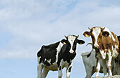 Cattle. San Vicente de la Barquera. Cantabria. Spain