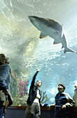 Visitors and shark at the Aquarium. San Sebastián, Guipúzcoa. Euskadi, Spain
