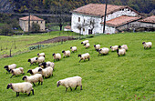 Latza sheep. Brinkola. Legazpi, Guipúzcoa. Euskadi, Spain