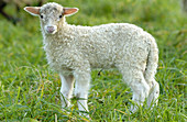 Latza sheep, lamb. Legazpi. Guipúzcoa, Spain