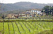 Chianti vineyards. Tuscany, Italy