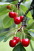 Cherries. Gipuzkoa, Euskadi. Spain.