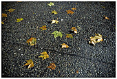 Leaves on street.