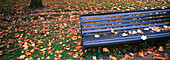  Absence, Absent, Ageing, Aging, Autumn, Autumnal, Bench, Benches, Color, Colour, Concept, Concepts, Daytime, Deserted, Detail, Details, Dried, Dry, Empty, Exterior, Fall, Foliage, Grass, Lawn, Leaf, Leaves, Mood, Nobody, Outdoor, Outdoors, Outside, Panor