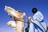 Tuaregs riding their camels. Hoggar Mountains. South Sahara. Algeria