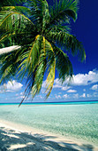 Palm tree and lagoon. Rangiroa atoll. Tuamotu Archipielago. French Polynesia