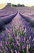 Blossoming lavender fields. Valensole. Alpes de Haute Provence. Provence. France