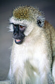 Vervet monkey (Cercopithecus aethiops). Serengeti National Park. Tanzania