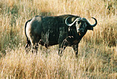 Buffalo from a hot air balloon on early morning. Serengeti National Park. Tanzania