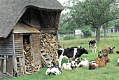Cows in a traditional farm. Eure. Normandy. France