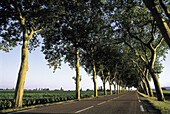 Vineyards road. Cote de Beaune. Cote d Or. Burgundy. France