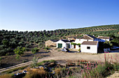 Farm within an olive plantation. Granada province. Spain