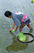 Man replanting rice in ricefield. Bali Island. Indonesia