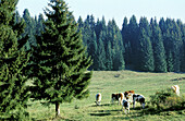 Forest and fields with cows. Doubs. Franche-Comte. France