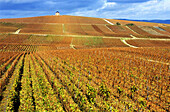 Chardonnay vineyards near Épernay. France