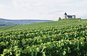 France. Champagne. Haute Marne (51). Vineyards close to Chavot church