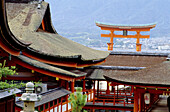 The Miyajima island, 20 Km south of Hiroshima, shelters the important shrine of Itsukushima, founded in the 9th century and famous for its wood portico (Torii), set up in the sea. Japan.