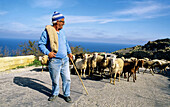 Shepherd and his sheep. Gozo island. Malta.