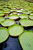 Pamplemousse Botanical gardens. Mauritius.