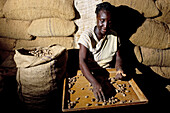 Nutmegs, a Grenada specialty. Woman drying and packing in a small factory. Caribbean
