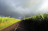 Rainbow among cane fields. Réunion, France