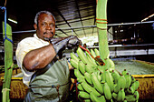 Man handling bananas in a bananas plantation. Martinique island. French antilles (caribbean)