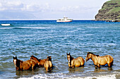 Horses bathing on a hot day. Ua-Uka island. Marquesas archipelago. French Polynesia