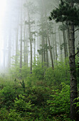 Misty forest. Udana Pass. Aitzgorri. Gipuzkoa. Spain