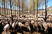 Flock. Navarre. Spain