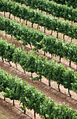 Chardonnay vineyard. Navarra. Spain