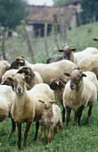 Latza sheep. Legazpi. Gipuzkoa. Spain
