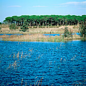 Acebuche Lagoon in Doñana National Park. Huelva province. Andalusia. Spain